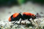 Velvet Ant, Dasymutilla spp., Vespoidea, Mutillidae, OEAV01P02_16