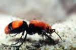 Velvet Ant, Dasymutilla spp., Vespoidea, Mutillidae, OEAV01P02_17