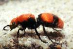 Velvet Ant, Dasymutilla spp., Vespoidea, Mutillidae, OEAV01P02_18