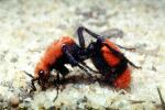 Velvet Ant, Dasymutilla spp., Vespoidea, Mutillidae, OEAV01P02_19