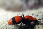 Velvet Ant, Dasymutilla spp., Vespoidea, Mutillidae, OEAV01P03_01