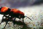 Velvet Ant, Dasymutilla sppSaint, Vespoidea, Mutillidae