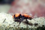 Velvet Ant, Dasymutilla sppSaint, Vespoidea, Mutillidae, OEAV01P03_03