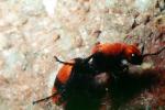 Velvet Ant, Dasymutilla sppSaint, Vespoidea, Mutillidae, OEAV01P03_04