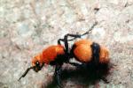 Velvet Ant, Dasymutilla spp., Vespoidea, Mutillidae, OEAV01P03_05