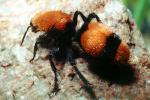 Velvet Ant, Dasymutilla spp., Vespoidea, Mutillidae, OEAV01P03_07