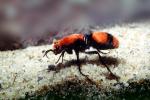 Velvet Ant, Dasymutilla sppSaint, Vespoidea, Mutillidae, OEAV01P03_09
