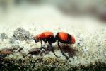 Velvet Ant, Dasymutilla sppSaint, Vespoidea, Mutillidae, OEAV01P03_10