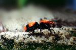 Velvet Ant, Dasymutilla spp., Vespoidea, Mutillidae, OEAV01P03_12