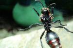 Velvet Ant, Dasymutilla sppSaint, Vespoidea, Mutillidae, OEAV01P03_13
