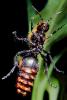 Velvet Ant, Dasymutilla sppSaint, Vespoidea, Mutillidae, OEAV01P03_14.0357