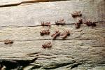 House Ants, OEAV01P03_18