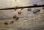 House Ants Walking on Wood between the slats