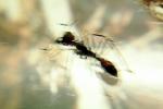 Bullet Ant, Dinoponera quadriceps