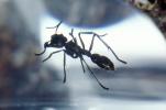 Bullet Ant, (Dinoponera quadriceps), OEAV01P04_09