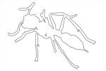Bullet Ant outline, line drawing