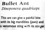 Bullet Ant, Dinoponera quadriceps, OEAV01P04_10