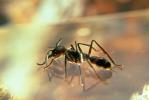 Bullet Ant, Dinoponera quadriceps