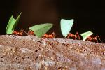 Leaf-cutter Ant, (Atta cephalotes), Formicidae, OEAV01P04_14B