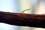 Leaf-cutter Ant, (Atta cephalotes), Formicidae, OEAV01P04_18