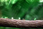 Leaf-cutter Ant, (Atta cephalotes), Formicidae, OEAV01P04_19