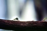 Leaf-cutter Ant, (Atta cephalotes), Formicidae, OEAV01P05_01