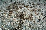 Harvester Ant Colony, (Pogonomyrmex californicus), OEAV01P05_15