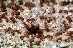 Harvester Ant Colony, (Pogonomyrmex californicus), OEAV01P05_16