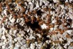 Harvester Ant Colony, (Pogonomyrmex californicus), OEAV01P05_17