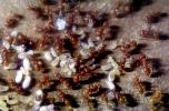 Harvester Ant Colony, (Pogonomyrmex californicus), OEAV01P05_18