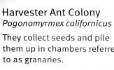 Harvester Ant Colony, (Pogonomyrmex californicus), OEAV01P05_19