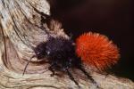 Velvet Ant, Dasymutilla spp., Vespoidea, Mutillidae, OEAV01P06_05