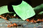 Leaf-cutter Ant, (Atta cephalotes), Formicidae, OEAV01P06_08B