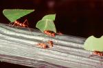Leaf-cutter Ant, (Atta cephalotes), Formicidae, OEAV01P06_10