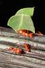 Leaf-cutter Ant, (Atta cephalotes), Formicidae, OEAV01P06_10B