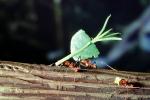 Leaf-cutter Ant, (Atta cephalotes), Formicidae, OEAV01P06_11