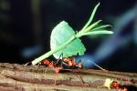 Leaf-cutter Ant, (Atta cephalotes), Formicidae, OEAV01P06_11B