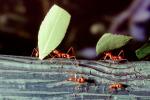 Leaf-cutter Ant, (Atta cephalotes), Formicidae, OEAV01P06_13