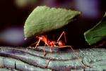 Leaf-cutter Ant, (Atta cephalotes), Formicidae, OEAV01P06_13B