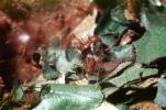 Leaf-cutter Ant, (Atta cephalotes), Formicidae, OEAV01P06_19