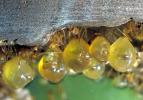 Honeypot Ants, (Myrmecocystus mexicanus), OEAV01P07_01
