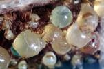 Honeypot Ants, (Myrmecocystus mexicanus), OEAV01P07_03