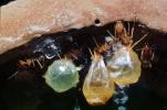 Honeypot Ants, (Myrmecocystus mexicanus), OEAV01P07_04