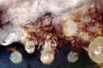 Honeypot Ants, (Myrmecocystus mexicanus), OEAV01P07_05