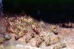 Honeypot Ants, (Myrmecocystus mexicanus), OEAV01P07_06