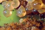 Honeypot Ants, (Myrmecocystus mexicanus), Formicidae