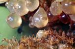 Honeypot Ants, (Myrmecocystus mexicanus), OEAV01P07_08