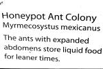 Honeypot Ants, (Myrmecocystus mexicanus), OEAV01P07_09