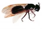 Winged Carpenter Ant, (Camponotus vicinus), OEAV01P07_10