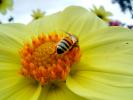 Honey Bee, OEBD01_003